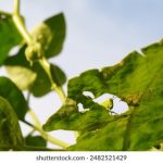 67555开奖记录最新完整版历史数据查询 auttr