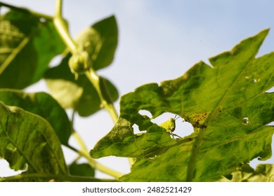 67555开奖记录最新完整版历史数据查询